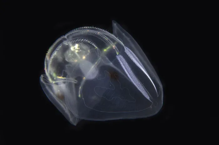 Framed Print : Comb Jelly - Blackwater night dive, Seraya, Karangasem, Bali, Indonesia, Indian Ocean Comb Jelly - Blackwater night dive, Seraya, Karangasem, Bali, Indonesia, Indian Ocean Framed Print : Comb Jelly - Blackwater night dive, Seraya, Karangasem, Bali, Indonesia, Indian Ocean Comb Jelly - Blackwater night dive, Seraya, Karangasem, Bali, Indonesia, Indian Ocean