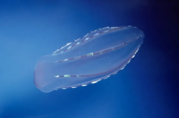 Framed Print : Comb Jelly - coast of San Diego - California - USA Framed Print : Comb Jelly - coast of San Diego - California - USA