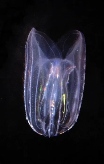 Framed Print : Comb Jelly - marine plankton, North Atlantic Framed Print : Comb Jelly - marine plankton, North Atlantic