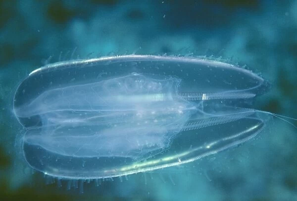 Comb Jellyfish VT 2813 Phylum tenophora © Valerie Taylor ARDEA LONDON