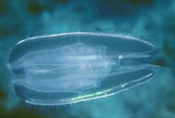 Framed Print : Comb Jellyfish VT 2813 Phylum tenophora © Valerie Taylor ARDEA LONDON Framed Print : Comb Jellyfish VT 2813 Phylum tenophora © Valerie Taylor ARDEA LONDON