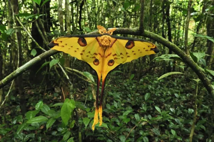 Framed Print : Comet Moth - Andasibe-Mantadia National Park - Eastern-central Madagascar Framed Print : Comet Moth - Andasibe-Mantadia National Park - Eastern-central Madagascar