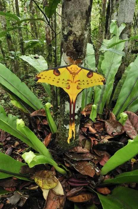 Framed Print : Comet Moth - Andasibe-Mantadia National Park - Eastern-central Madagascar