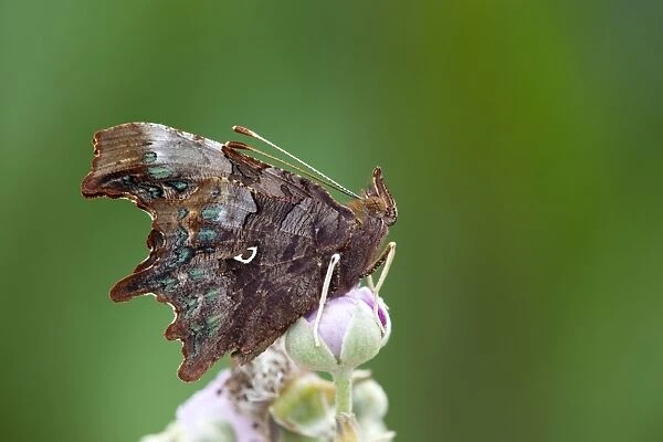 Comma Butterfly - on bramble - UK