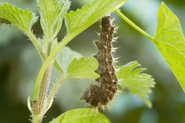 Comma Butterfly caterpillar attached to leaf stem in preparation for pupation. UK