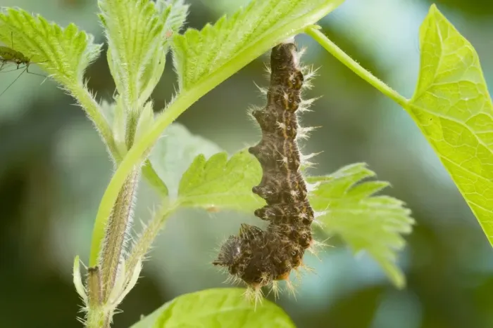 Framed Print : Comma Butterfly caterpillar attached to leaf stem in preparation for pupation. UK