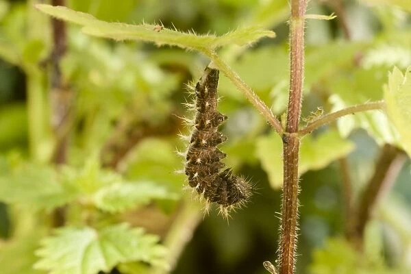 Comma Butterfly caterpillar attached to nettle stem in preparation for pupation. UK