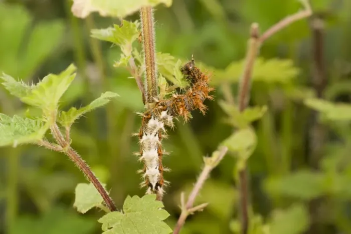 Framed Print : Comma Butterfly caterpillar feeding on nettle. UK Framed Print : Comma Butterfly caterpillar feeding on nettle. UK