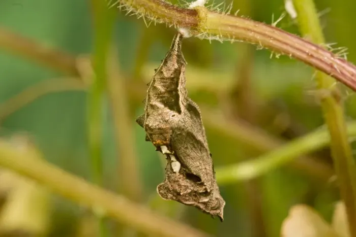 Framed Print : Comma Butterfly chrysalis. UK