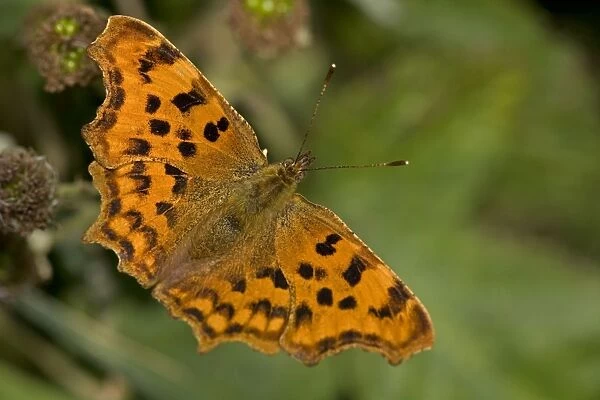 Comma Butterfly - Family Nymphalidae -England - UK - In early summer - Range is N Africa-Europe-central Asia- north China-Korea and Japan - Habitat is woodland clearings-often in damp places
