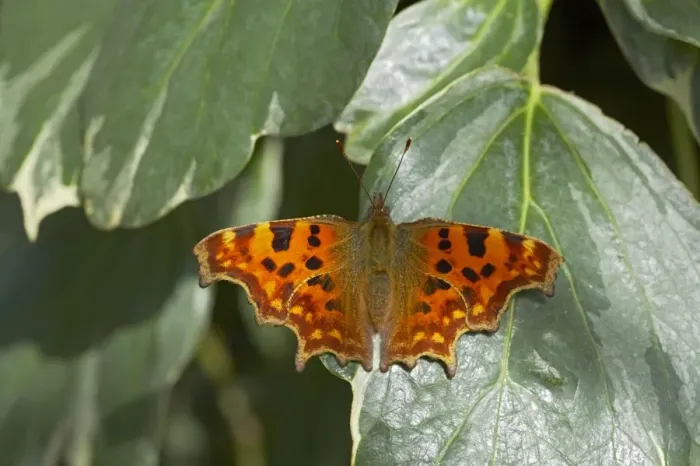 Framed Print : Comma Butterfly - On Ivy Polygonia c-album Essex, UK IN000471 Framed Print : Comma Butterfly - On Ivy Polygonia c-album Essex, UK IN000471