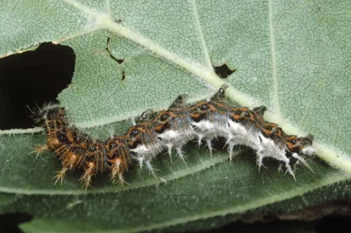 Framed Print : Comma Butterfly - larvae / Caterpillar eating leaf Framed Print : Comma Butterfly - larvae / Caterpillar eating leaf
