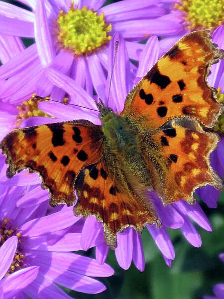 A Comma Butterfly - one of many migrant butterflies to the British Isles, forages on an Aster (A. amelius). Oxfordshire, England