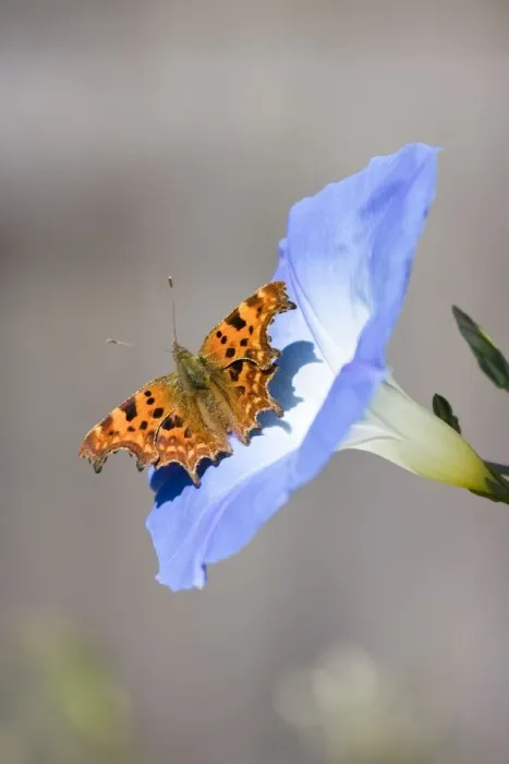 Framed Print : Comma Butterfly - on Morning Glory flower - Norfolk England Framed Print : Comma Butterfly - on Morning Glory flower - Norfolk England