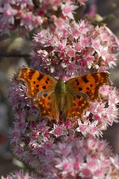 Comma Butterfly - On Sedum Flowers Polygonia c-album Essex, UK IN000465