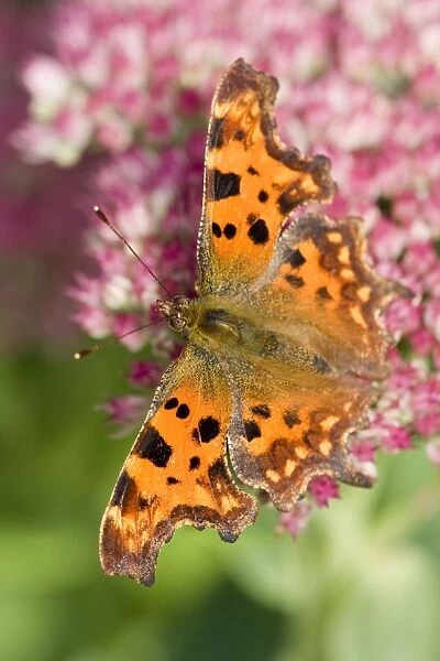 Comma Butterfly on Sedum - Norfolk - UK