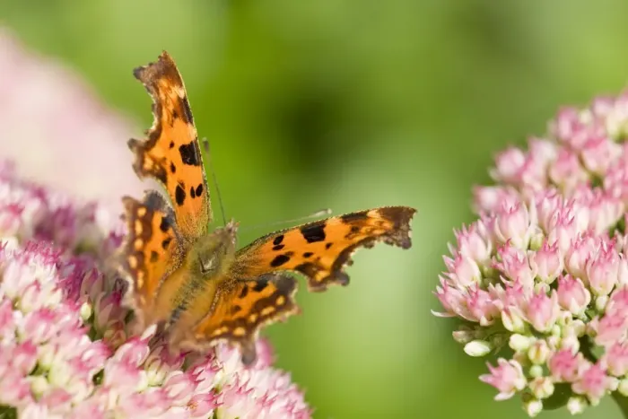 Framed Print : Comma Butterfly on Sedum - Norfolk - UK Framed Print : Comma Butterfly on Sedum - Norfolk - UK
