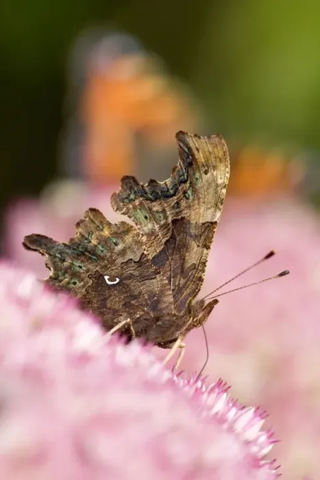 Framed Print : Comma Butterfly on Sedum - Norfolk - UK Framed Print : Comma Butterfly on Sedum - Norfolk - UK