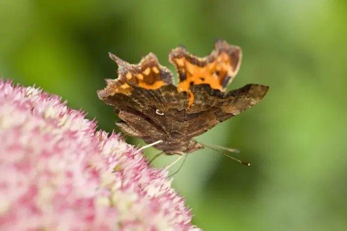 Framed Print : Comma Butterfly on Sedum - Norfolk - UK Framed Print : Comma Butterfly on Sedum - Norfolk - UK