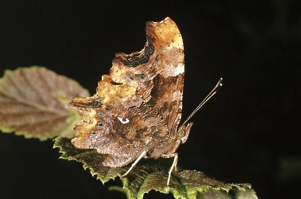 Comma Butterfly - underside showing C mark
