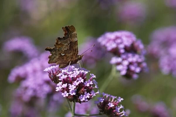 Comma Butterfly - On Verbena bonariensis flower Polygonia c-album Essex, UK IN000480
