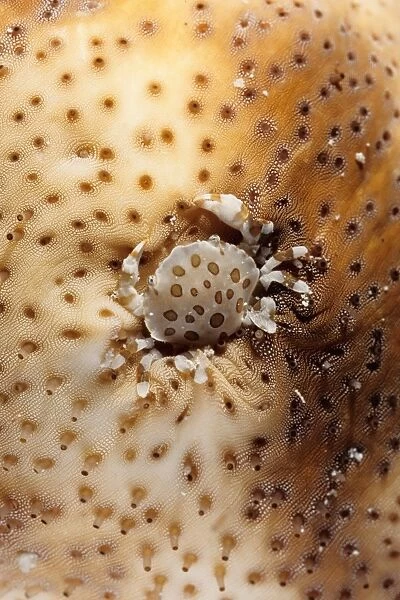 A commensal harlequin crab (Lissocarcinus orbicularis) living on a sea cucumber (Holothuroidea). Similan Islands, Andaman Sea, Thailand