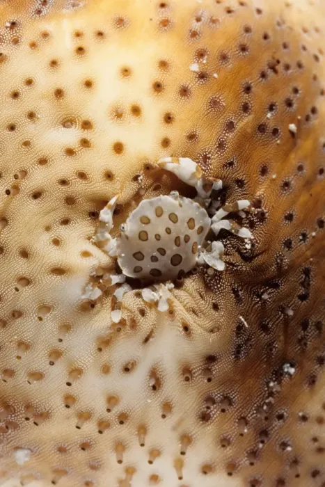 Framed Print : A commensal harlequin crab (Lissocarcinus orbicularis) living on a sea cucumber (Holothuroidea). Similan Islands, Andaman Sea, Thailand Framed Print : A commensal harlequin crab (Lissocarcinus orbicularis) living on a sea cucumber (Holothuroidea). Similan Islands, Andaman Sea, Thailand
