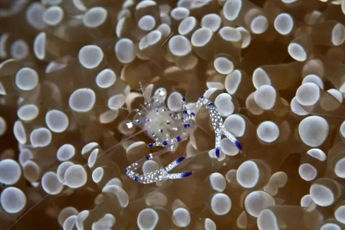Framed Print : Commensal Shrimp - Indonesia