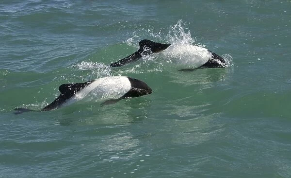 Commerson's dolphin Coast of Patagonia, Argentina