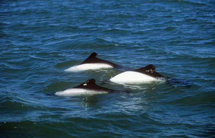 Framed Print : Commerson's Dolphin Puerto Deseado, Argentina Framed Print : Commerson's Dolphin Puerto Deseado, Argentina