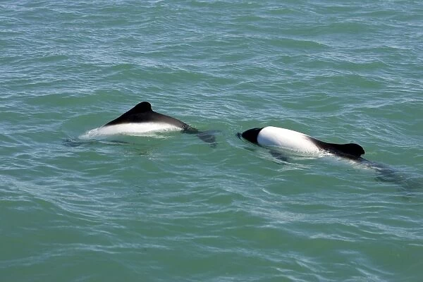 Commerson's Dolphins Coast of Patagonia, Argentina