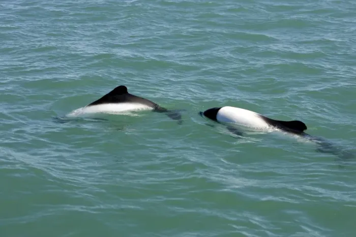 Framed Print : Commerson's Dolphins Coast of Patagonia, Argentina Framed Print : Commerson's Dolphins Coast of Patagonia, Argentina