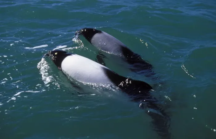 Framed Print : Commerson's Dolphins FG 12440 Adult coloration is black and white, the grey-colored individual looks like a young, but in fact is an adult resident of the area which never fully developed the white color. Near Puerto