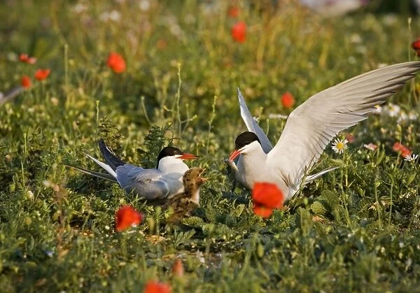 Commom Tern - Adults feeding chick with small fish in poppies - Norfolk UK