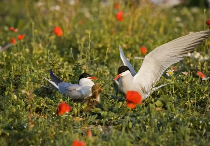 Framed Print : Commom Tern - Adults feeding chick with small fish in poppies - Norfolk UK Framed Print : Commom Tern - Adults feeding chick with small fish in poppies - Norfolk UK