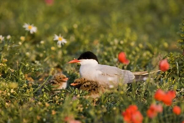 Commom Tern - Brooding chicks in poppies - Norfolk UK