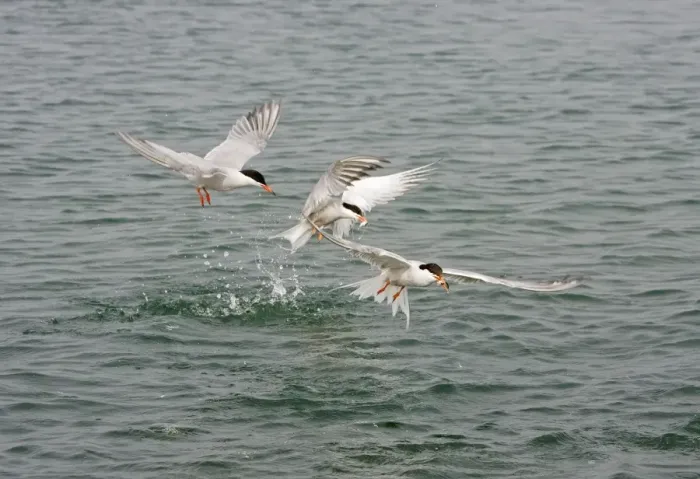 Framed Print : Commom Tern - Diving for whitebait - Norfolk UK Framed Print : Commom Tern - Diving for whitebait - Norfolk UK