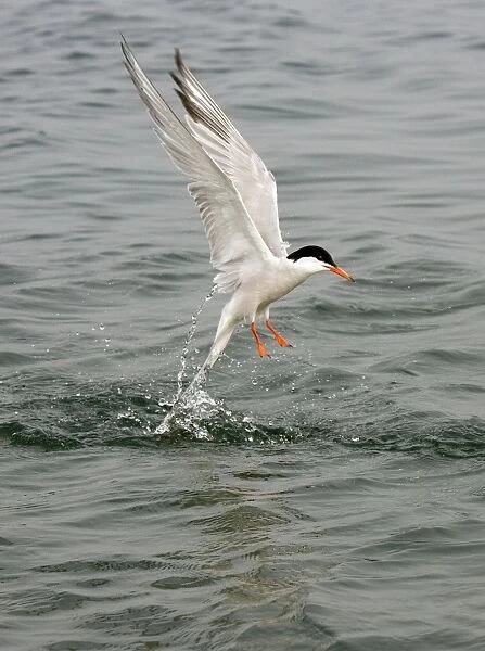 Commom Tern - Leaving water after diving - Norfolk UK