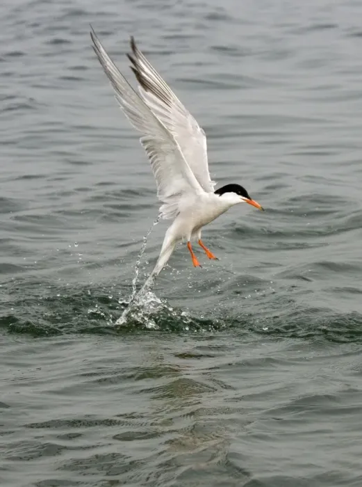 Framed Print : Commom Tern - Leaving water after diving - Norfolk UK Framed Print : Commom Tern - Leaving water after diving - Norfolk UK