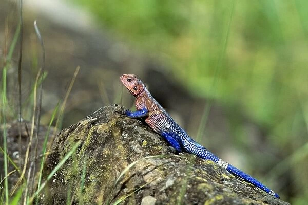 Common Agama Lizard - in breeding colours - Kenya - Africa