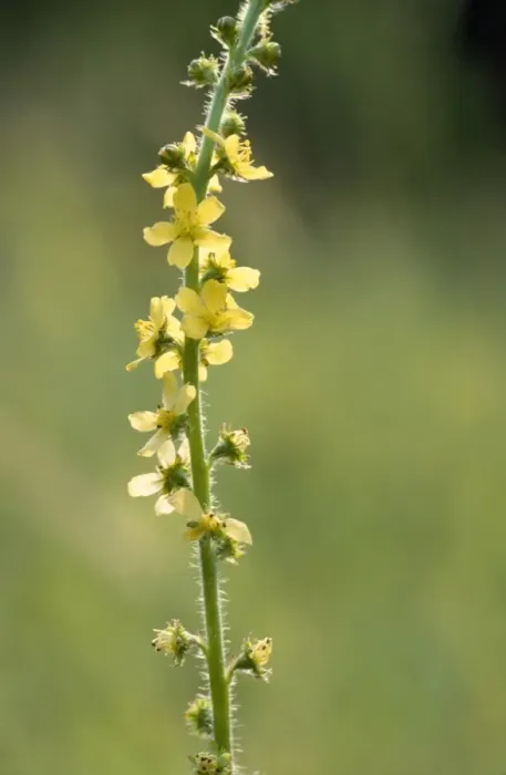 Framed Print : Common Agrimony Framed Print : Common Agrimony