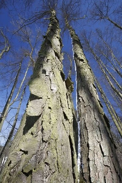 Common Alder Tree - two old stems showing rugged bark in winter - Lower Saxony - Germany