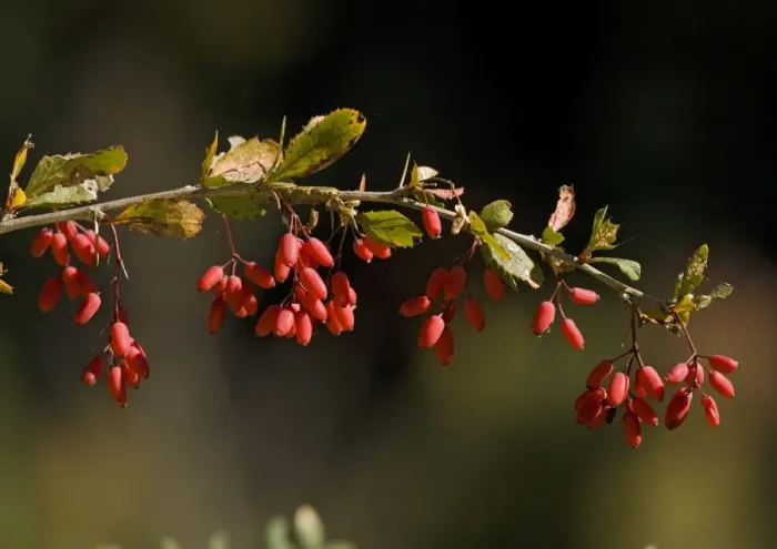 Framed Print : Common Barberry, in fruit. Autumn Framed Print : Common Barberry, in fruit. Autumn