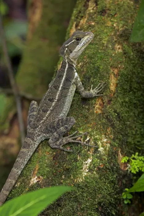 Framed Print : Common Basilisk - capable of running across water - tropical rainforest - Costa Rica Framed Print : Common Basilisk - capable of running across water - tropical rainforest - Costa Rica