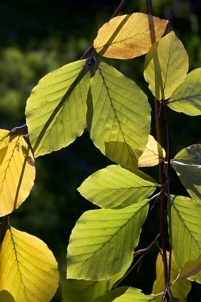 Common Beech - autumn leaves