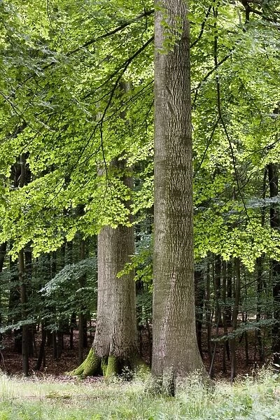 Common Beech forest - Belgium