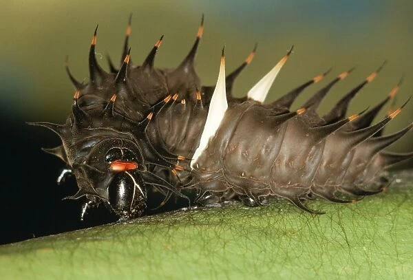 Common Birdwing Caterpillar Spinning girdle. Port Moresby Papua New Guinea. Fam:Papilionidae