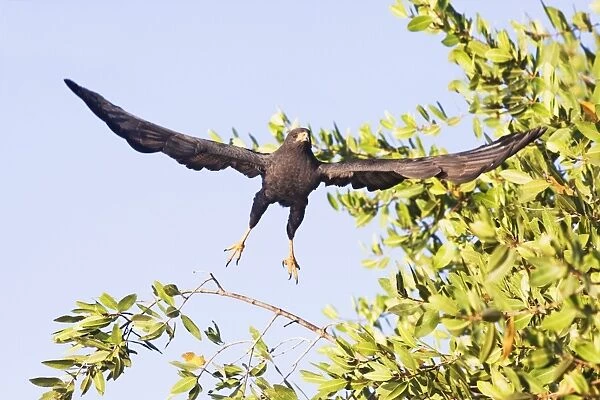 Common Black-Hawk. Adult. San Blas, Mexico in March