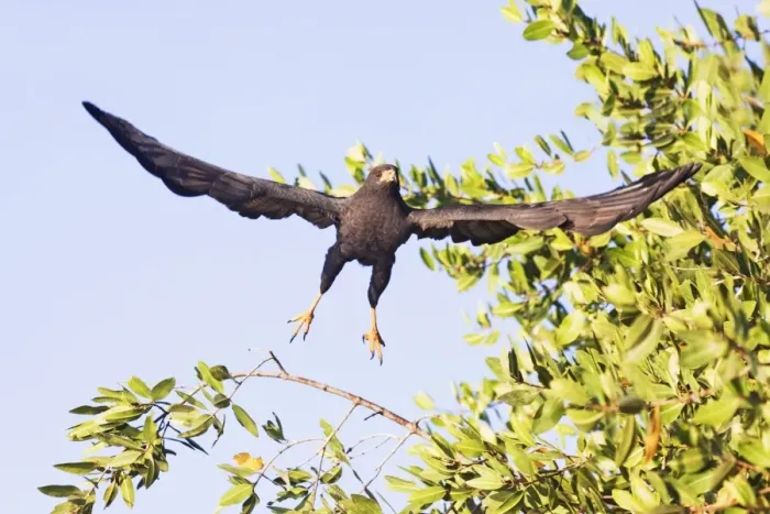 Framed Print : Common Black-Hawk. Adult. San Blas, Mexico in March Framed Print : Common Black-Hawk. Adult. San Blas, Mexico in March