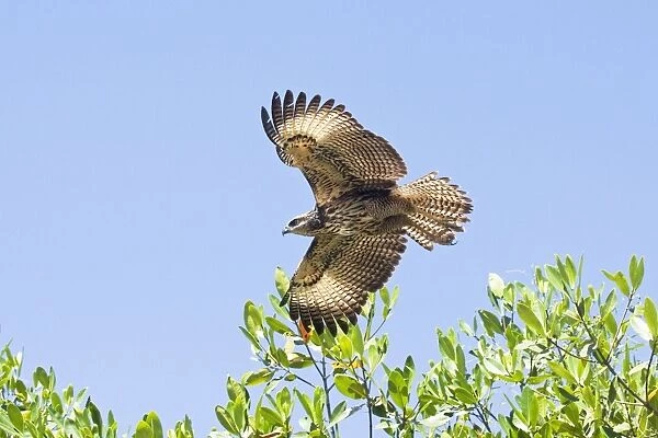 Common Black-Hawk. Immature in flight. San Blas, Mexico in March